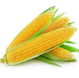 Насіння кукурудзи