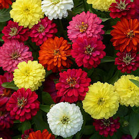 Насіння циній (майори, майорці)