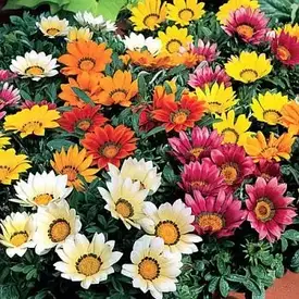 Квіти різні (насіння)