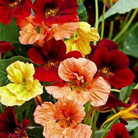 Красоля (нар. "настурція") - насіння