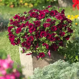 Петунія, сурфінія - насіння