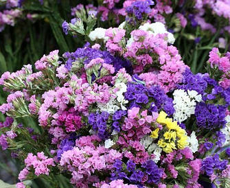 Сухоцвіти - насіння