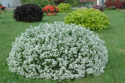 Алісум (алісіум) - насіння