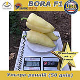 Насіння найранішого перцю,  Бора F1 / Bora F1 (500 насінин ) ТМ Spark Seeds (США), фото 3