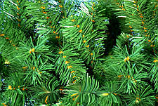 Штучна ялинка ПВХ, 1,80 м, на підставці, класична модель., фото 2