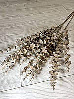 Гілки платинового евкаліпта. Евкаліпт платина ( Гілка на п'ять розгалужень 86 см), фото 7