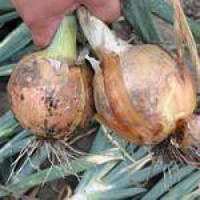 Насіння цибулі Тамара F1/Tamara F1 10000 насіння Bejo zaden