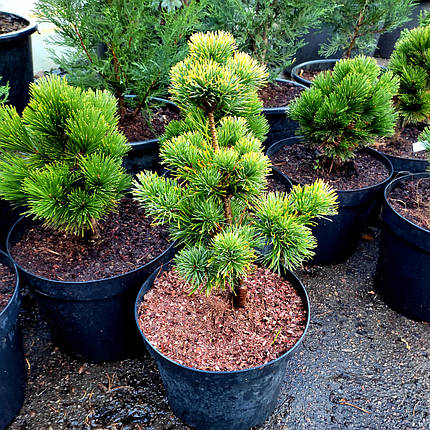 Сосна японська Голділокс / С7,5 / h 40-50 / Pinus Goldilocks, фото 2