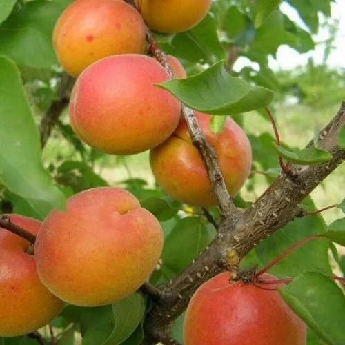 Абрикос Веллінгтон (пізній), фото 1