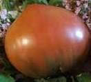 Насіння томату Гном фіолетове серце