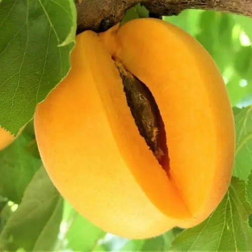 Апріум абрикос-слива Хоней Річ (середньостиглий), фото 1