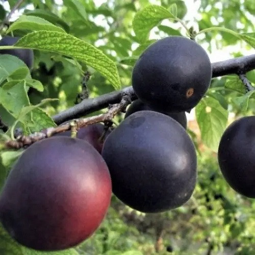 Абрикос чорний Шлор Циран (пізній), фото 1