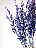 Сухоцвет натуральный крашеный Овес Фиолетовый