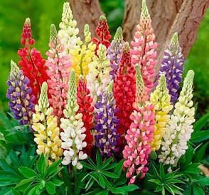 Насіння люпину