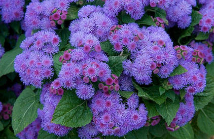 Насіння агератуму