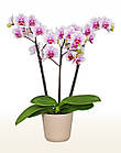 Субстрат (Кора) для орхідей 2.5 л Садко, фото 3
