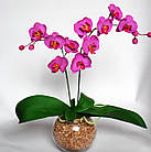 Субстрат (Кора) для орхідей 2.5 л Садко, фото 4