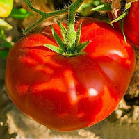 Семена томатов помидор Медвежья Лапа -0,1 г Элитсорт
