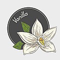 VANILLA