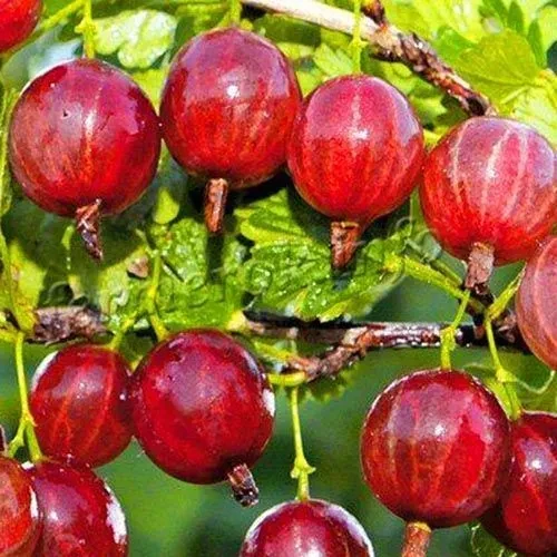 Саджанці Агрусу Колобок - середній, великоплідний, невибагливий