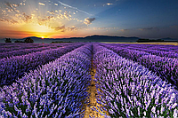 Алмазна мозаїка (вишивка) Світанок над лавандовим полем , 40х60см, повна викладка, квадратні камені,на підрамнику