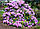 Набір рослин 3 шт. Рододендрон 'Котобіенце' / Азалія 'Шніперле' / Барбарис 'Оранж Рокет', фото 4