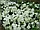 Набір рослин 3 шт. Рододендрон 'Котобіенце' / Азалія 'Шніперле' / Барбарис 'Оранж Рокет', фото 2