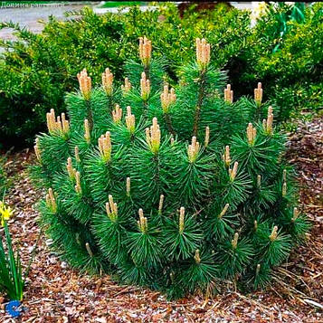 Саджанці Сосни гірської Пуміліо (Pinus mugo Pumilio)