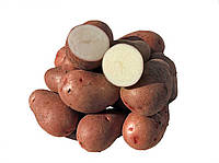 Семенной картофель Мелания ( среднеспелый ), элита