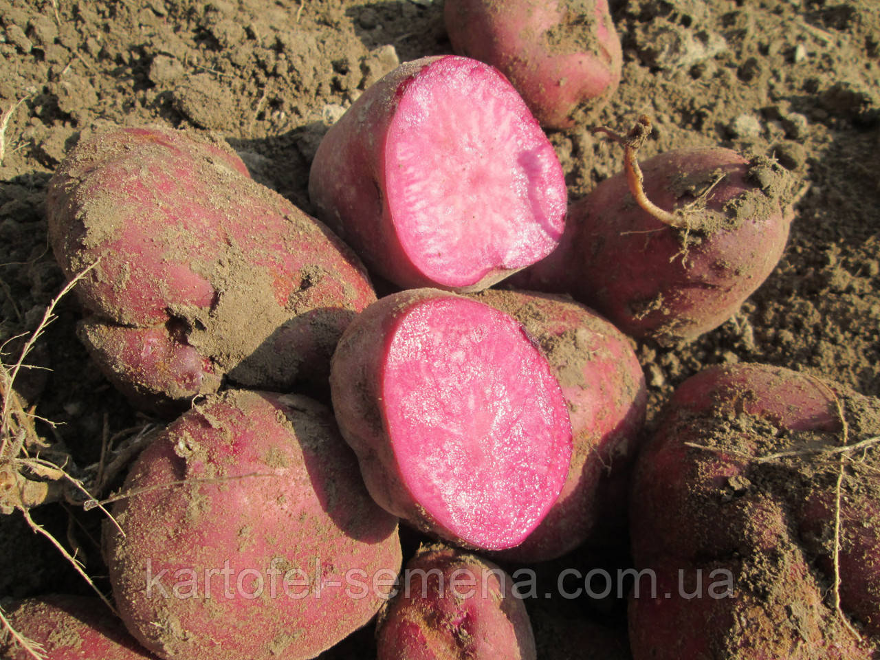 Семенной картофель Хортица ( раннеспелый ), элита - фото 1 - id-p2012122127