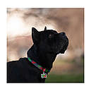 Нашийник нейлон 37-58 см 25 мм Waudog Калина пластикова пряжка Collar для собак, фото 4