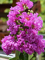 Лагерстремія "Violet D'ete" "Індивіо". Lagerstroemia indica "Violet D'ete" "Indyvio".