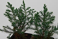 Можжевельник китайский Стрикта (Juniperus chinensis Stricta) 18 - 20см