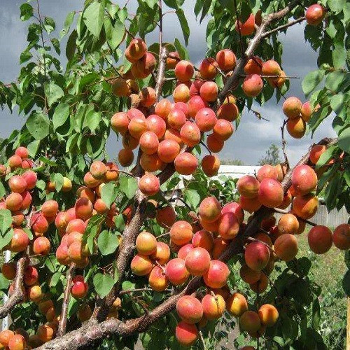 Абрикос Ерлі Блаш (ранній)