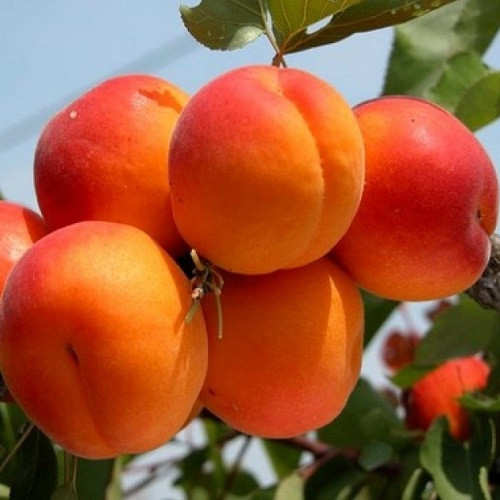 Абрикос колоноподібний Голд (ранній), фото 1