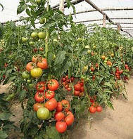 Насіння томату  Канна 218 F1, 500 насінин, Seminis (Нідерланди).