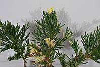 Можжевельник китайский Стрикта Вариегата (Juniperus chinensis 'Stricta Variegata')