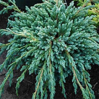 Можжевельник Чешуйчатый Блю Спайдер (Juniperus squamata Blue Spider) 20-25 см