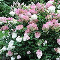 Гортензия метельчатая Пинк Леди Hydrangea paniculata Pink Lady