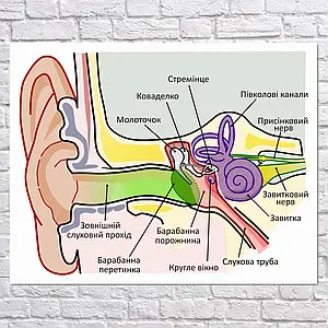 Плакат "Схема загальної будови людського вуха", 47×60см