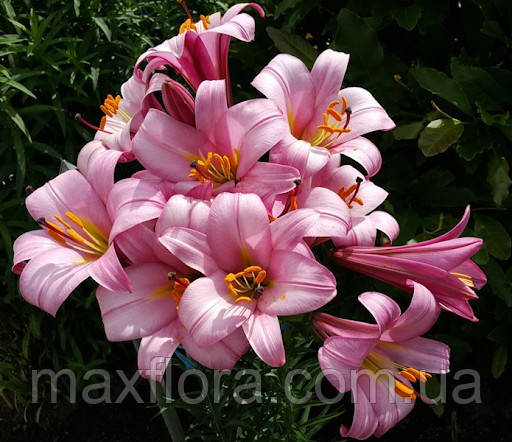Лілію Pink Planet 16/18, фото 1