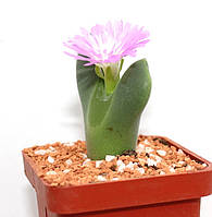 Конофитум Conophytum regale SB793 MG1450 20мм. из семян