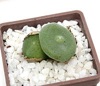 Конофитум Conophytum ernstii EVJ 8512 15мм. из семян