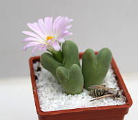 Конофитум Conophytum blandum 20мм. из семян