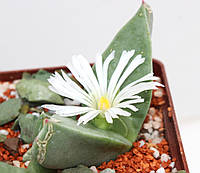 Конофитум Conophytum herreanthus rex 20мм. из семян