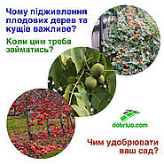 Коли, чому та чим потрібно підживлювати плодові дерева та кущі?