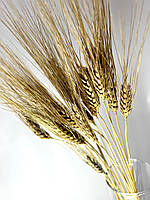 Сухоцвет натуральный Пшеница Усатая Этно