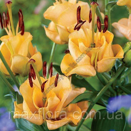 Лілія APRICOT FUDGE 12/14, фото 1