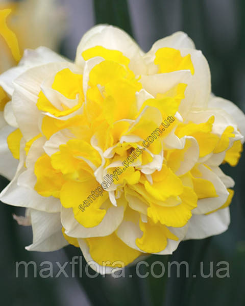 Нарцис SWEET POMPONETTE 12/14, фото 1