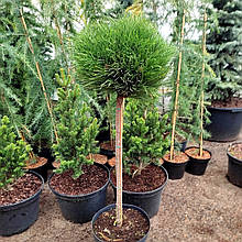 Сосна чорна Хорнібрукіана / Штамб h 90 / Pinus Hornibrookiana